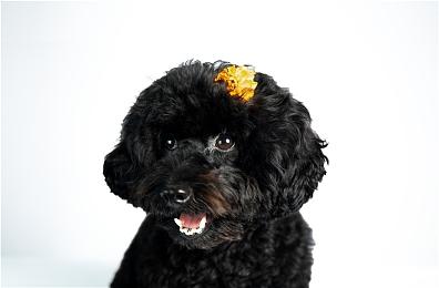 《摇曳露营△Have a nice day!》主机限定版特典今日公布